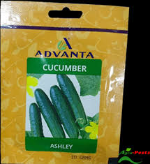 Cucumber Ashley Safari.