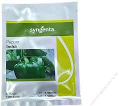 Indra F1 Sweet Pepper