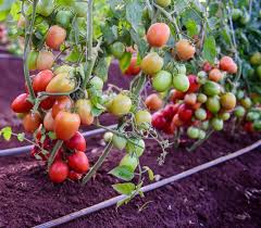Tomato 4420 F1