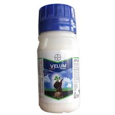 Velum Prime