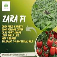 Zara F1